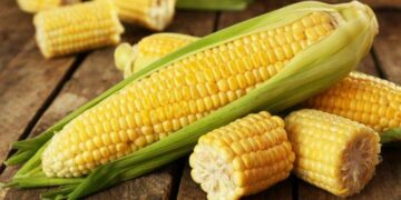 Corn has many natural properties, effective in relieving many diseases