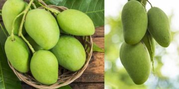 Raw Mangoes Benefits Consumption of raw mangoes is a panacea for many diseases.