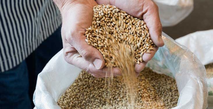 Regular consumption of barley keeps these diseases under control, know its many benefits