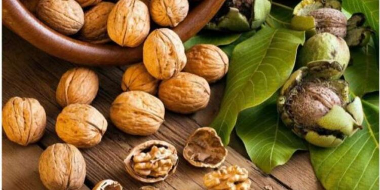 Eat walnuts to keep uric acid control, know the many benefits of consuming them