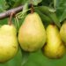 Make Tasty Dishes with Pear Fruit, Beneficial for Health