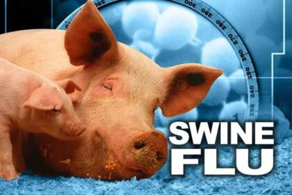 swine-flu