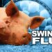 swine-flu