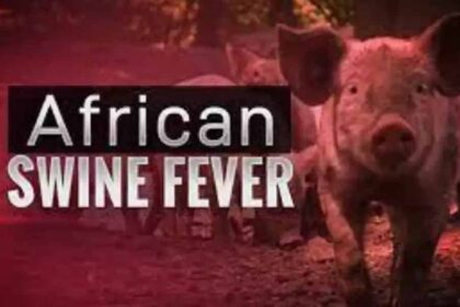 African Swine Flu