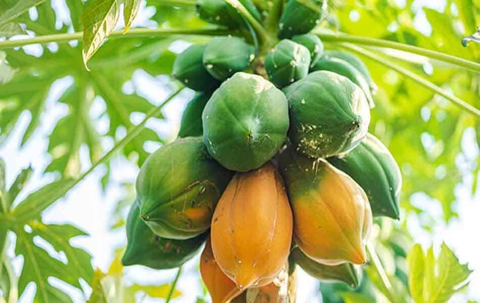 papaya