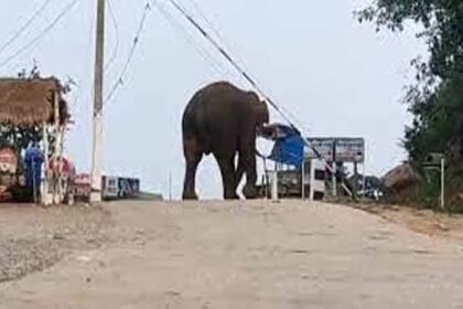 Elephant Chandil Dam