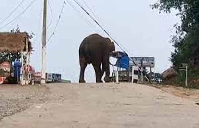 Elephant Chandil Dam