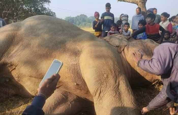 Khunti Elephant Death