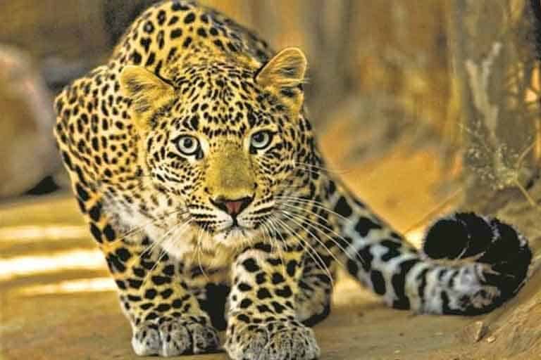 Leopard