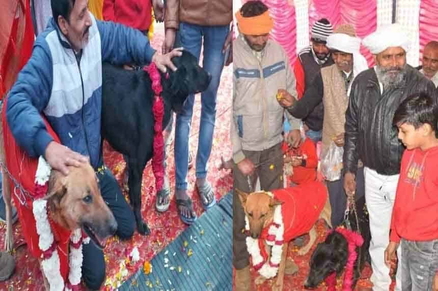 Dog wedding