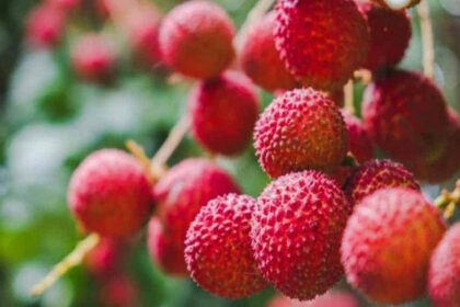 Litchi