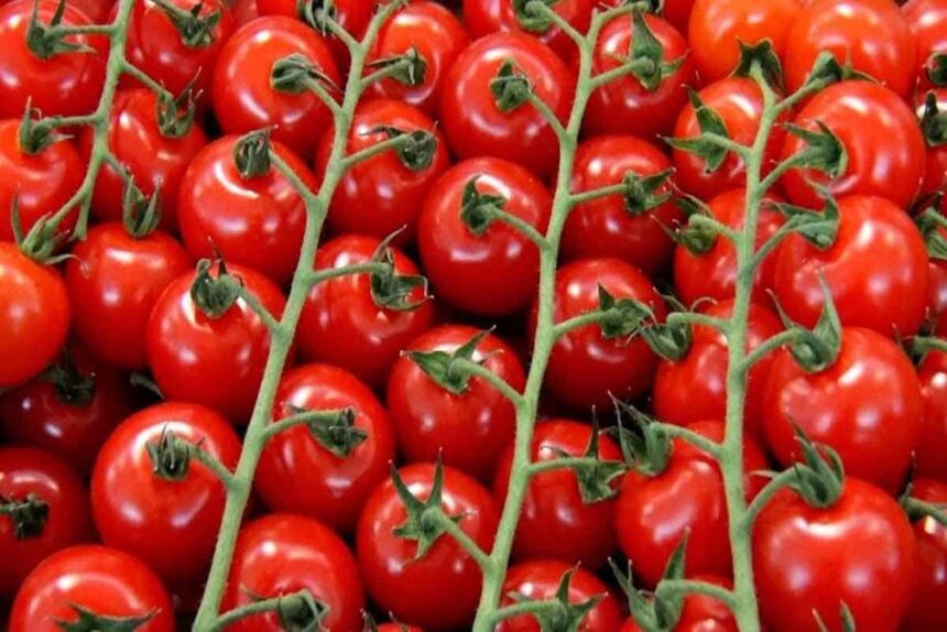 Chinese tomatoes Tomato Smuggling Indo-Nepal border people tasting Chinese tomatoes are being consumed in Seemanchal area