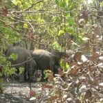 Koderma Herd of elephants reached Berhwa forest , destroying crops