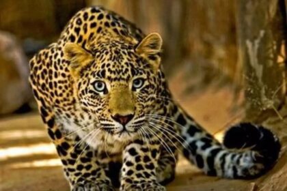 Leopard named 'Rani' died in Birsa Munda Biological Park