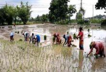 Rain Increased Farmers' Hopes