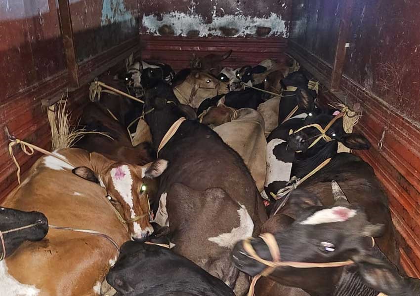 Truck carrying cattle going from Bihar to Bengal seized