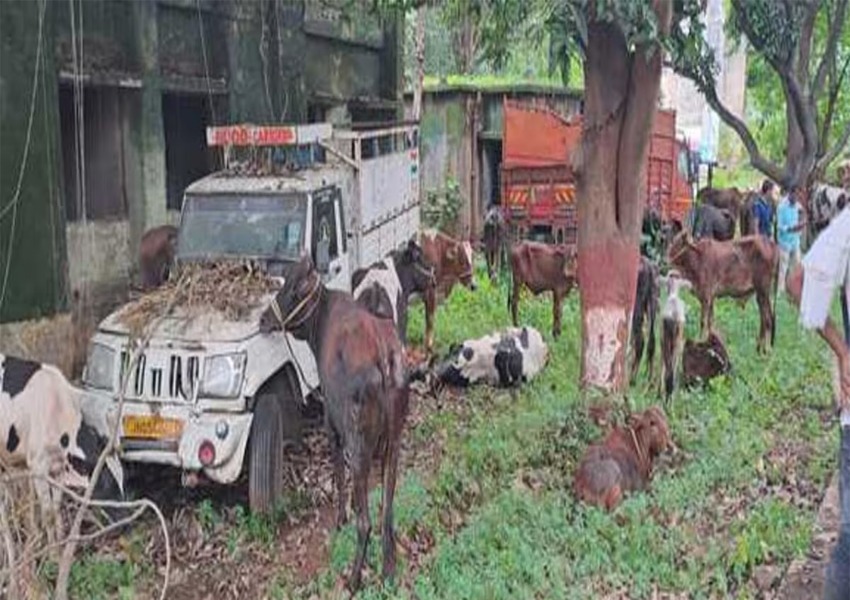 Two Trucks full of Cattle Seized