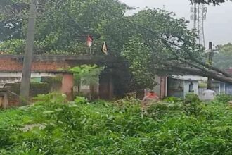 Big Tree Fell on House