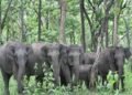 Elephants