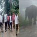 Injured wild elephant created terror in the village, Reliance Foundation came forward for treatment