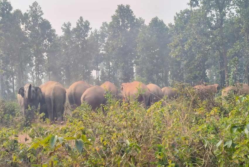 Herd of Elephants