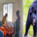 Bears Attacked Woman