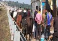 Villagers Caught Pickup Van loaded with Cattle