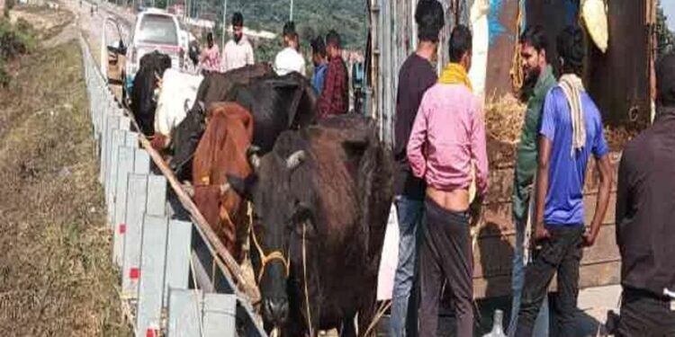 Villagers Caught Pickup Van loaded with Cattle