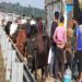 Villagers Caught Pickup Van loaded with Cattle