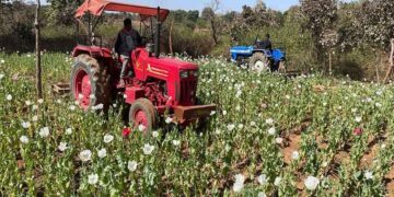 afeem farming